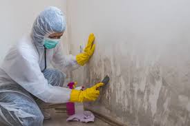 Why You Should Choose Our Mold Remediation Services in Baltic, CT